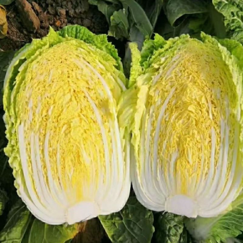 龙芽皇大白菜种子早熟桔红抗病口感优质橙色包头保健蔬菜