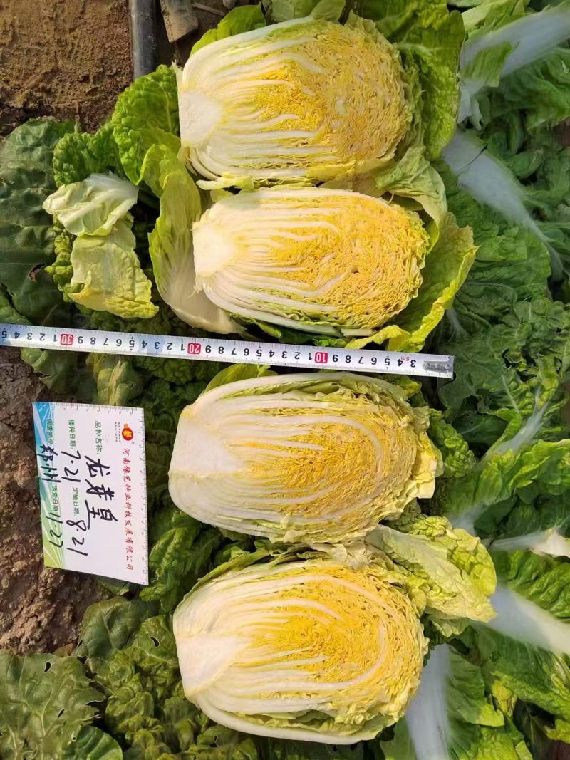 龙芽皇大白菜种子早熟桔红抗病口感优质橙色包头保健蔬菜