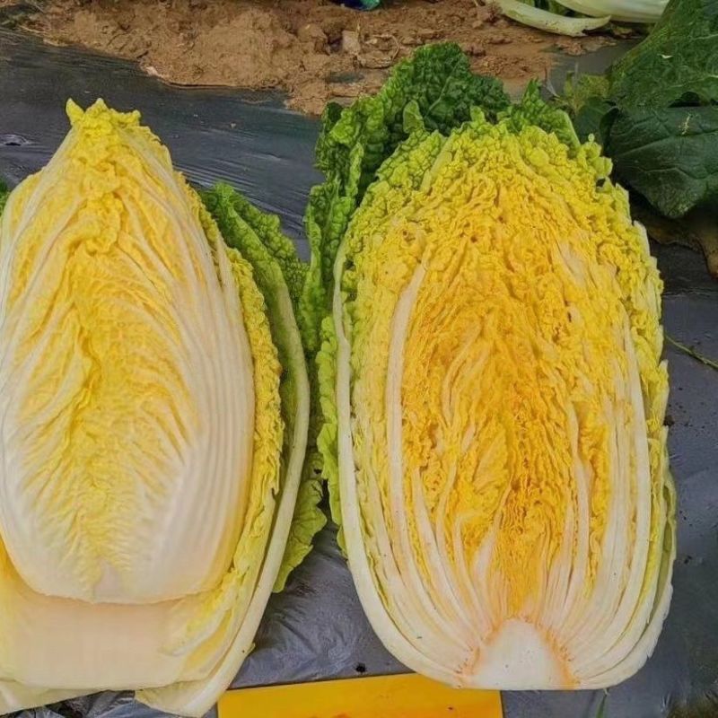 龙芽皇大白菜种子早熟桔红抗病口感优质橙色包头保健蔬菜