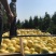 福建省漳州市三红琯溪蜜柚自家果园无代办费