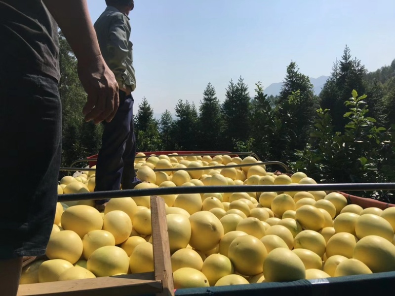 福建省漳州市三红琯溪蜜柚自家果园无代办费