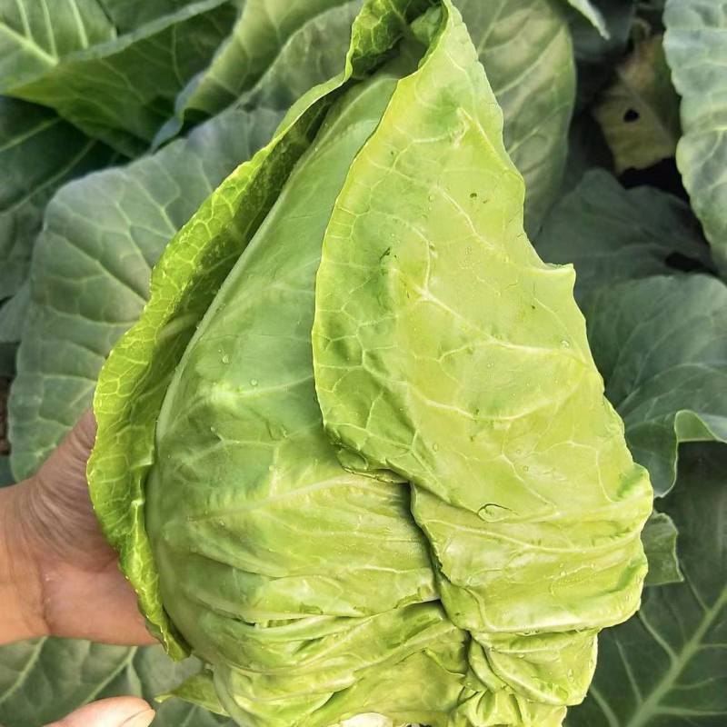 瑞光春雷牛心甘蓝种子杂交耐抽薹甜脆牛心包菜种籽高产抗病耐