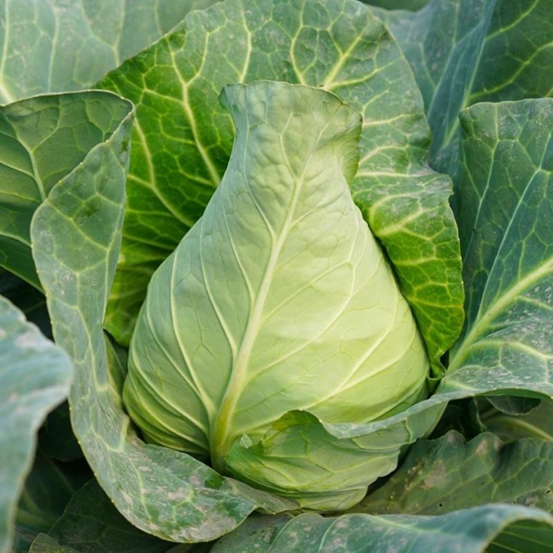 瑞光春雷牛心甘蓝种子杂交耐抽薹甜脆牛心包菜种籽高产抗病耐