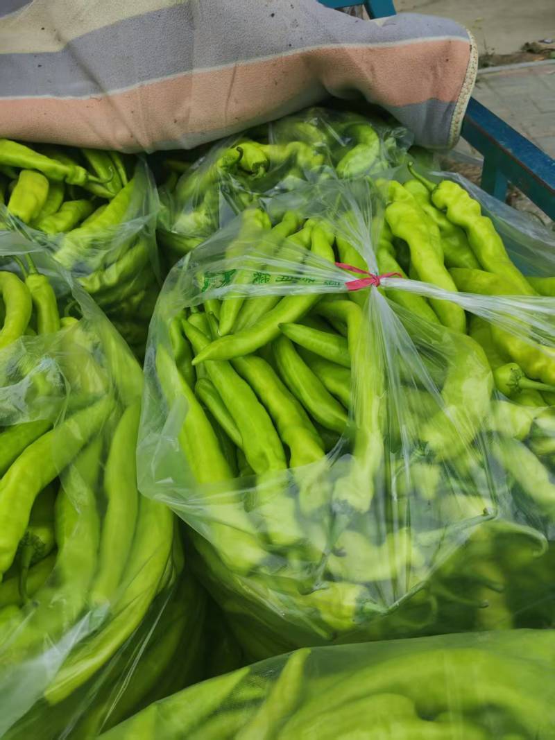 【尖椒】河南滑县黄皮尖椒大量上市中，质量好，货源充足