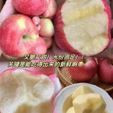 好吃的吉县红富士苹果已经大量上市需要了电话联系