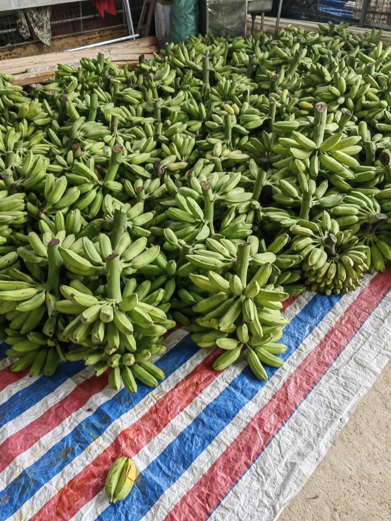 广西大芭蕉牛角蕉产地直供