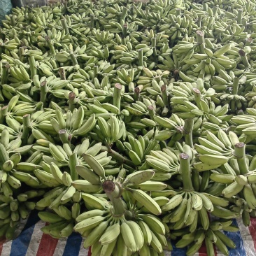 广西大芭蕉牛角蕉产地直供
