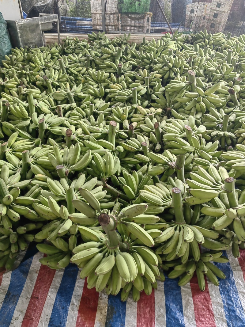 广西大芭蕉牛角蕉产地直供
