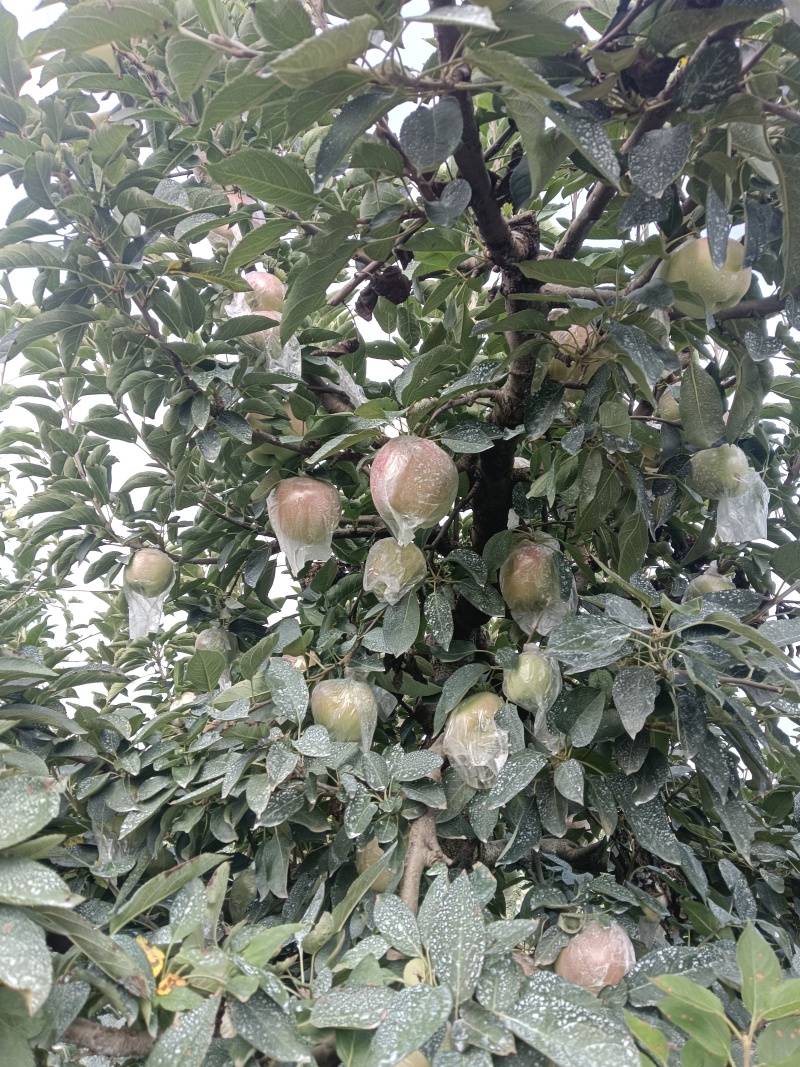 红星萍果