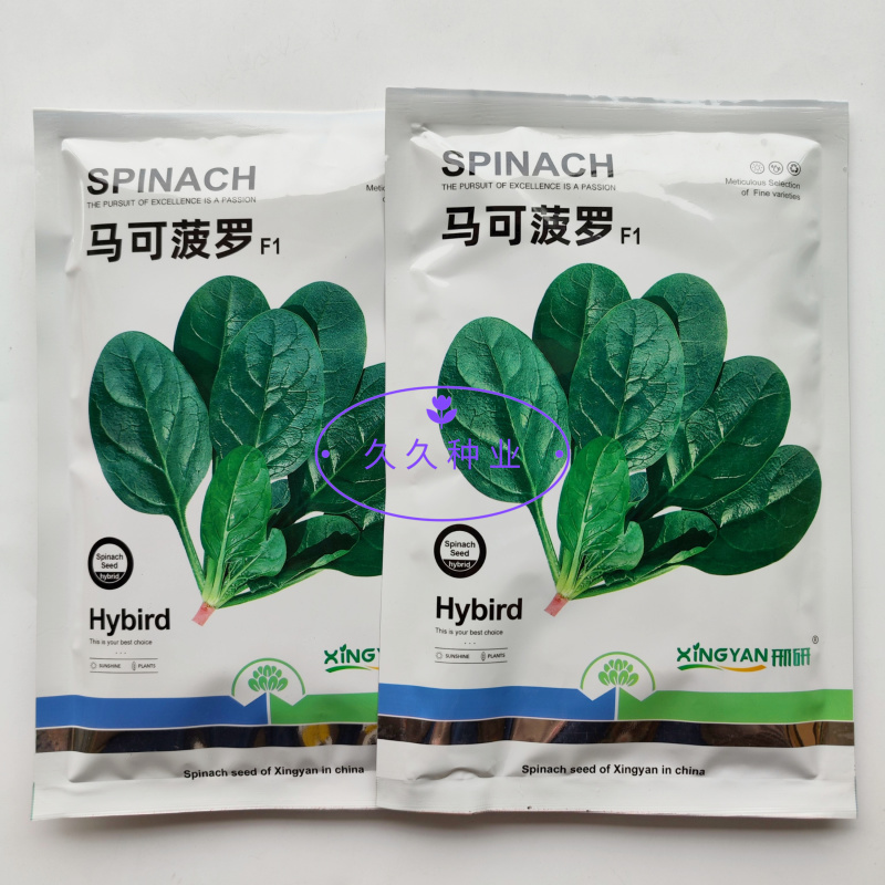 邢研马可菠罗菠菜种子春秋大叶菠菜种籽耐寒抗病直立易捆扎