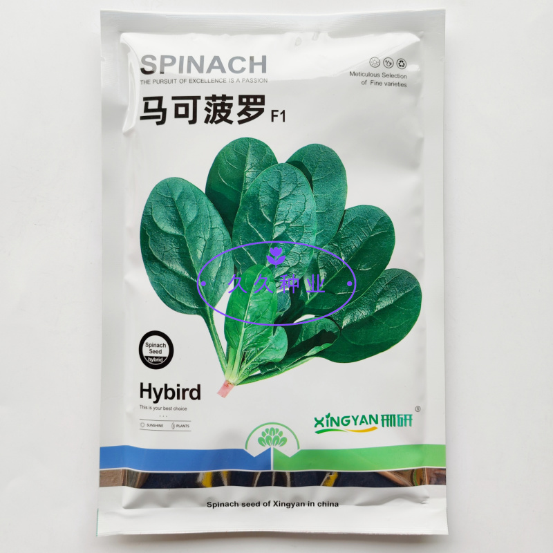 邢研马可菠罗菠菜种子春秋大叶菠菜种籽耐寒抗病直立易捆扎