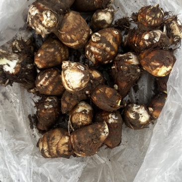 毛芋头，牛奶芋头，长期供应，500亩地，欢迎全国老板骚扰