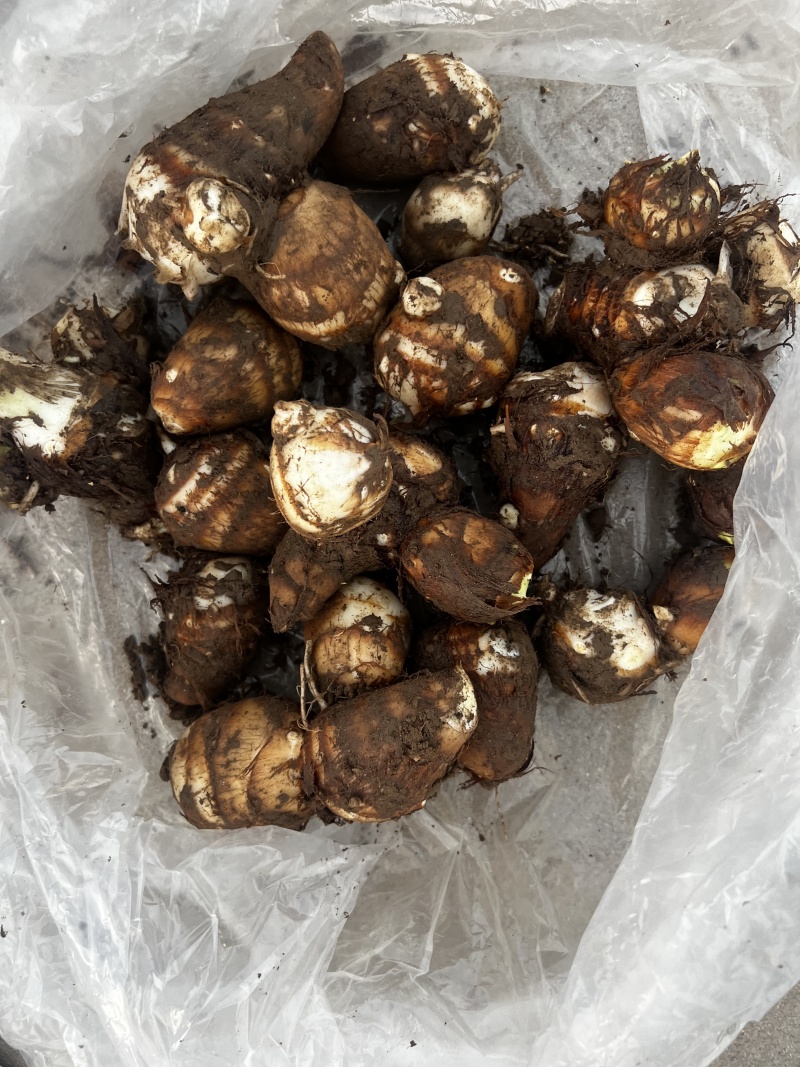 毛芋头，牛奶芋头，长期供应，500亩地，欢迎全国老板骚扰