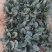 邢研欧菠特菠菜种子中熟杂交大叶菠菜耐寒耐抽苔抗病春秋播易