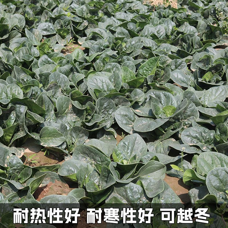 邢研欧菠特菠菜种子中熟杂交大叶菠菜耐寒耐抽苔抗病春秋播易