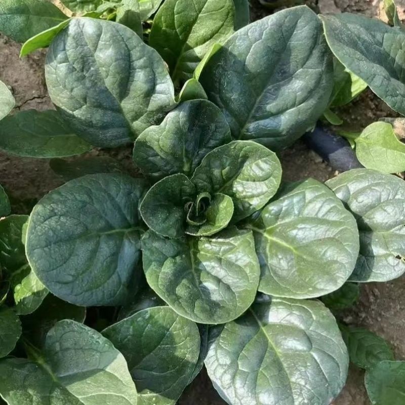 邢研欧菠特菠菜种子中熟杂交大叶菠菜耐寒耐抽苔抗病春秋播易