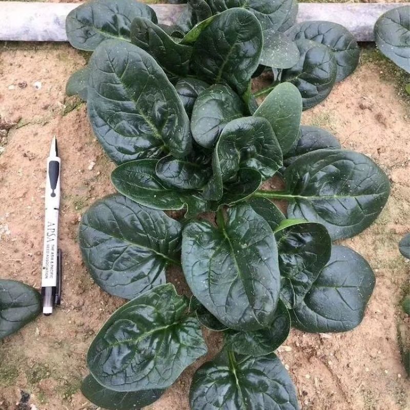 邢研欧菠特菠菜种子中熟杂交大叶菠菜耐寒耐抽苔抗病春秋播易