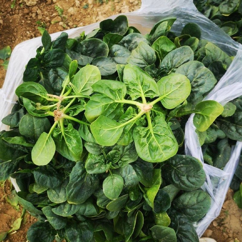 邢研欧菠特菠菜种子中熟杂交大叶菠菜耐寒耐抽苔抗病春秋播易