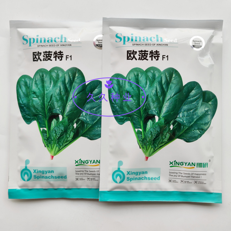 邢研欧菠特菠菜种子中熟杂交大叶菠菜耐寒耐抽苔抗病春秋播易