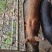 家养山猪，土猪，养2年，一百斤左右。成条出售，不零卖。