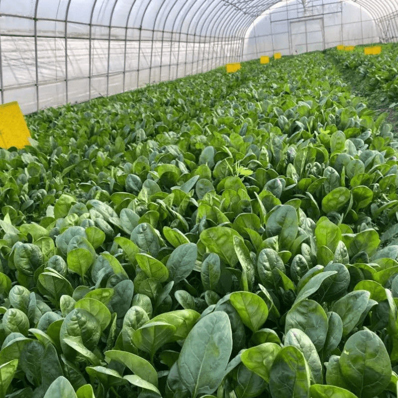 时田欧强势菠菜种子早熟速生蔬菜种籽宽大叶肥厚浓绿春秋播种