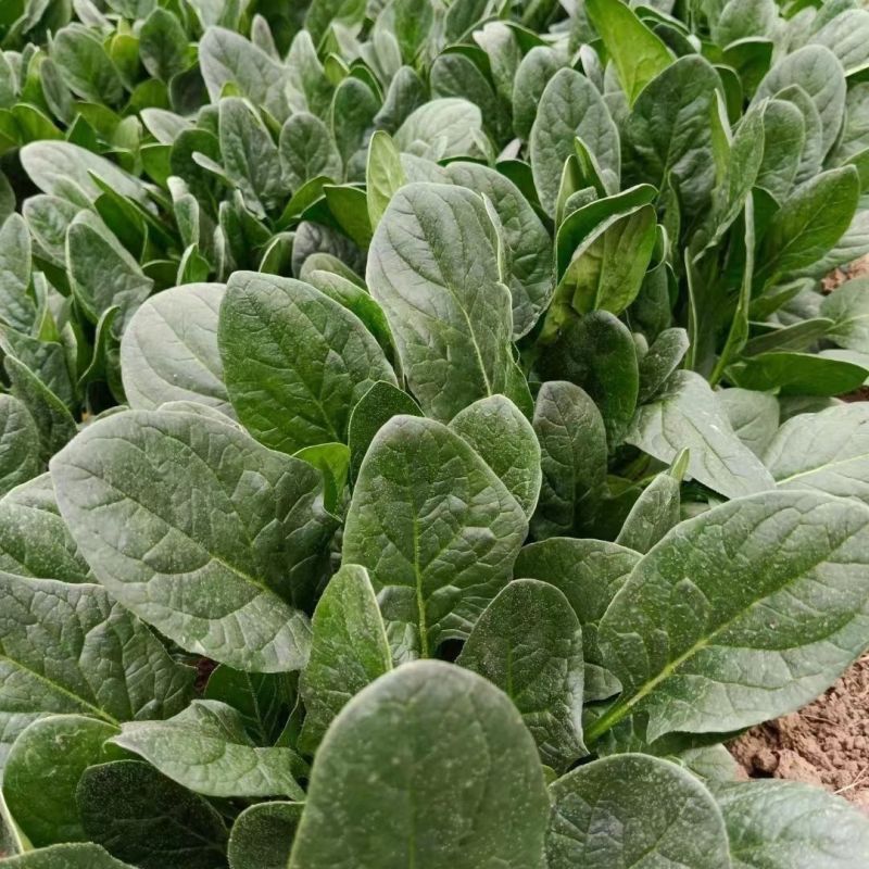 时田欧强势菠菜种子早熟速生蔬菜种籽宽大叶肥厚浓绿春秋播种