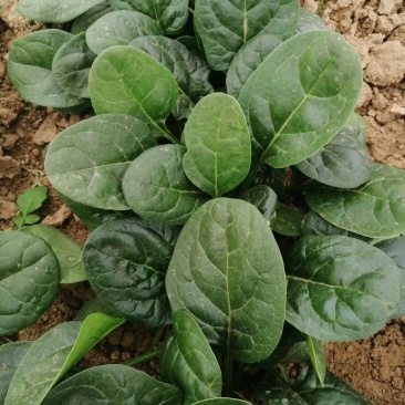 威尔直立大叶菠菜种子抗病耐热耐寒越冬盆栽四季播农家蔬菜种