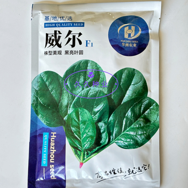 威尔直立大叶菠菜种子抗病耐热耐寒越冬盆栽四季播农家蔬菜种