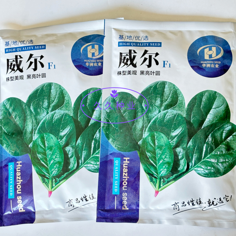 威尔直立大叶菠菜种子抗病耐热耐寒越冬盆栽四季播农家蔬菜种