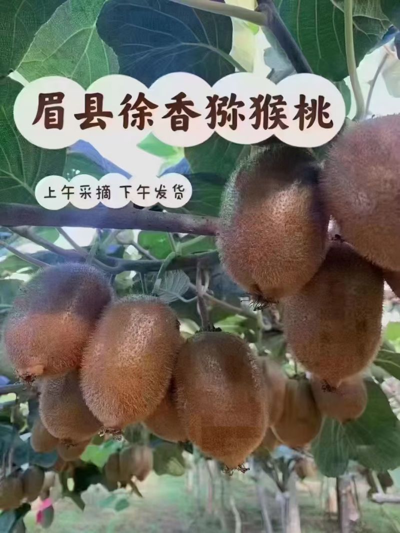 眉县猕猴桃