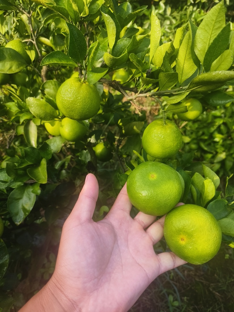 特早