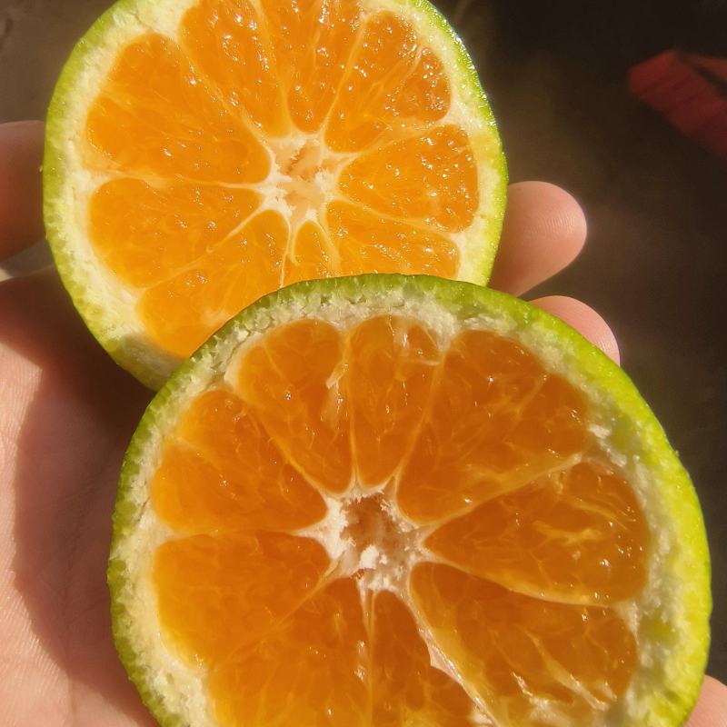 特早