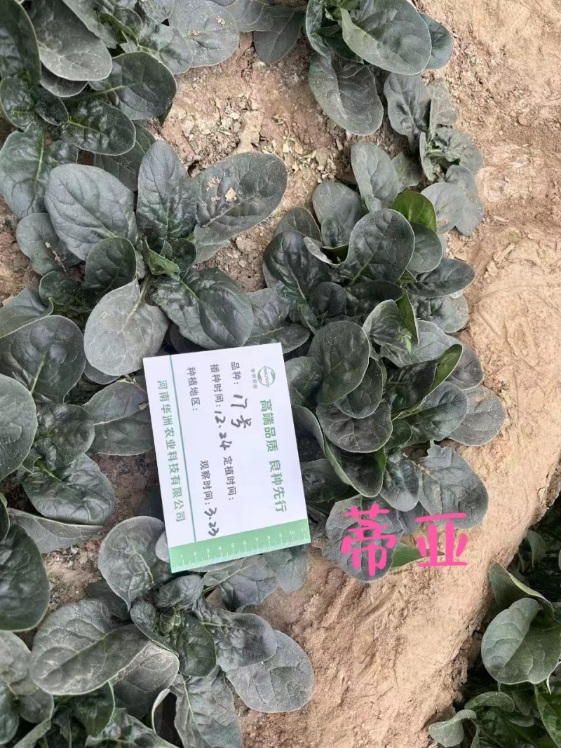 蒂亚半直立大叶菠菜种子抗病耐热耐寒越冬盆栽四季播农家蔬菜
