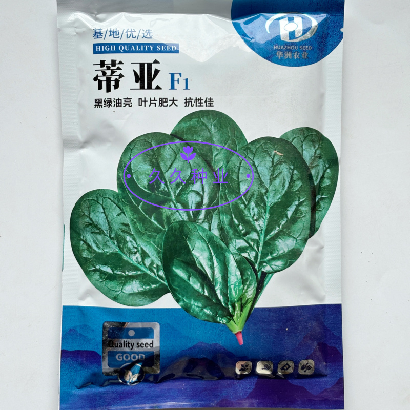 蒂亚半直立大叶菠菜种子抗病耐热耐寒越冬盆栽四季播农家蔬菜