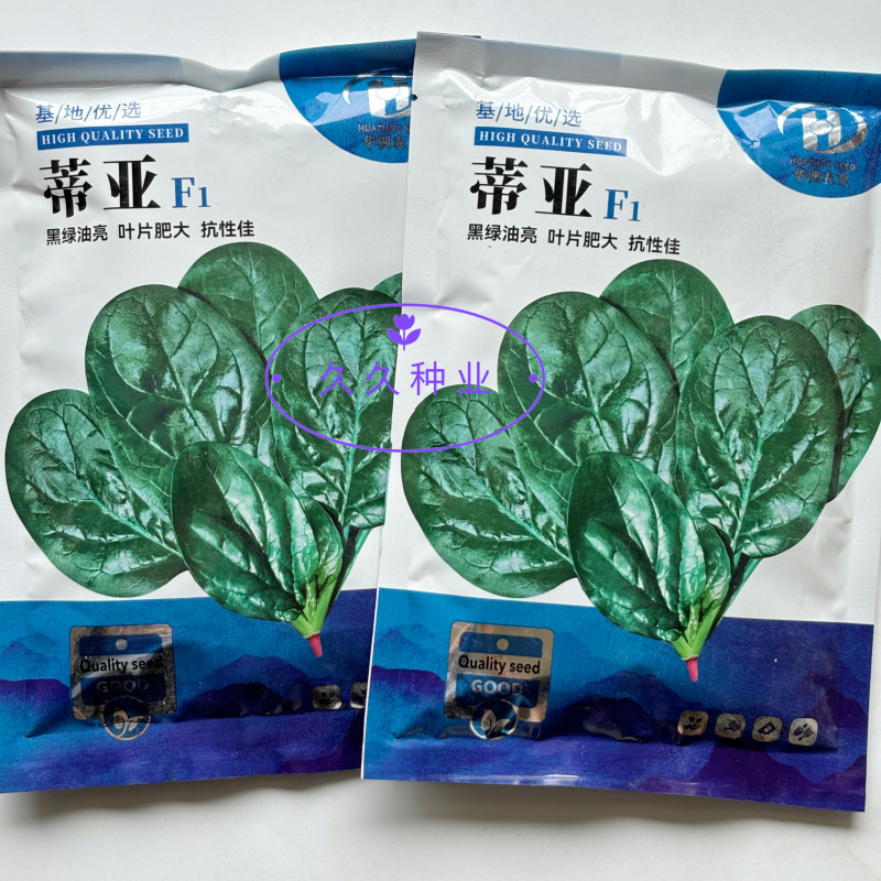 蒂亚半直立大叶菠菜种子抗病耐热耐寒越冬盆栽四季播农家蔬菜