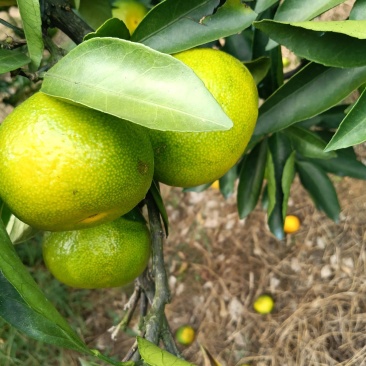 特早蜜橘