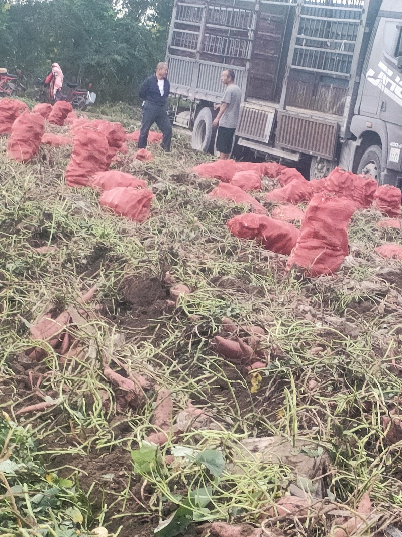 河北济薯33，适合电商.超市.诚信经营保证质量代发全国