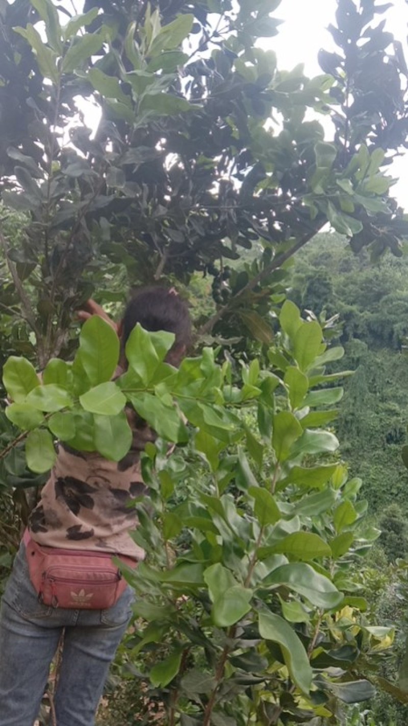 青皮坚果