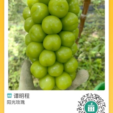 山西临猗阳光玫瑰货量充足.对接市场电商全供应链