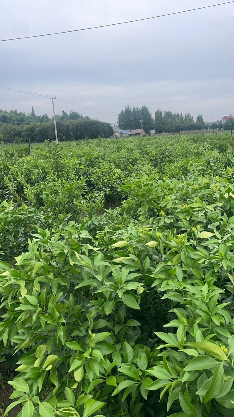 爱缓三八树苖、耙耙柑树苖、沃柑树苗、柠檬柑树苗、甘平树苗