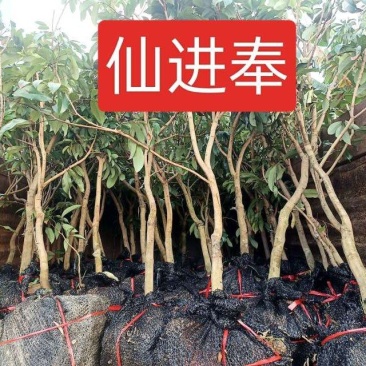 广西正宗荔枝苗冰荔枝苗仙进奉荔枝苗欢迎订购联系