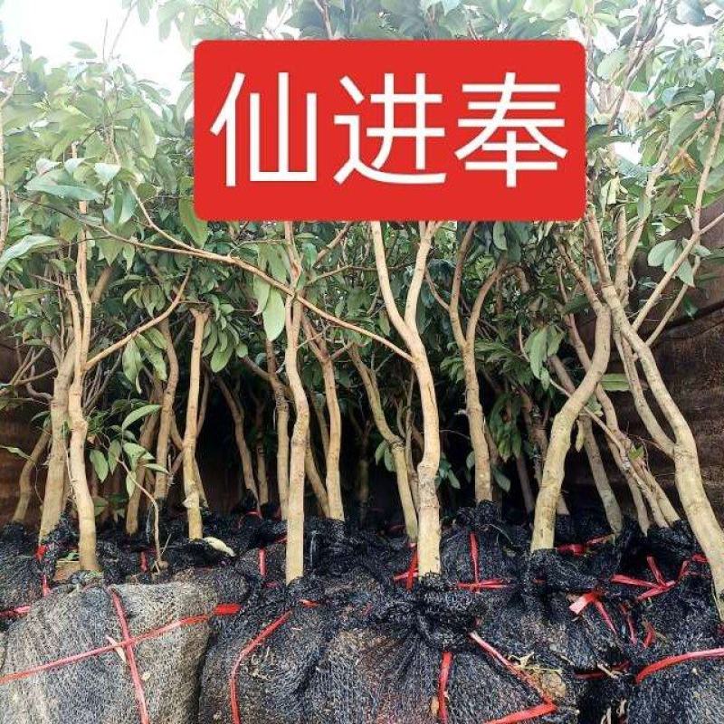 广西正宗荔枝苗冰荔枝苗仙进奉荔枝苗欢迎订购联系
