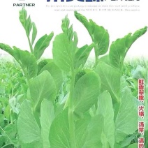 豌豆种子川美味精选粗胖无须豌豆品种主打脆鲜美味
