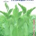 豌豆种子川美味精选粗胖无须豌豆品种主打脆鲜美味