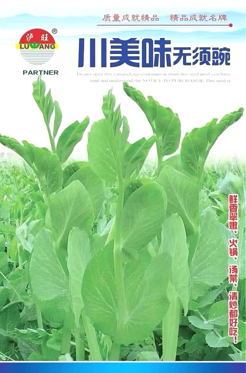 豌豆种子川美味精选粗胖无须豌豆品种主打脆鲜美味