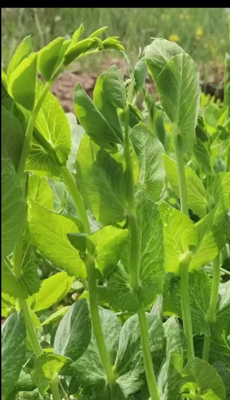 豌豆种子川美味精选粗胖无须豌豆品种主打脆鲜美味