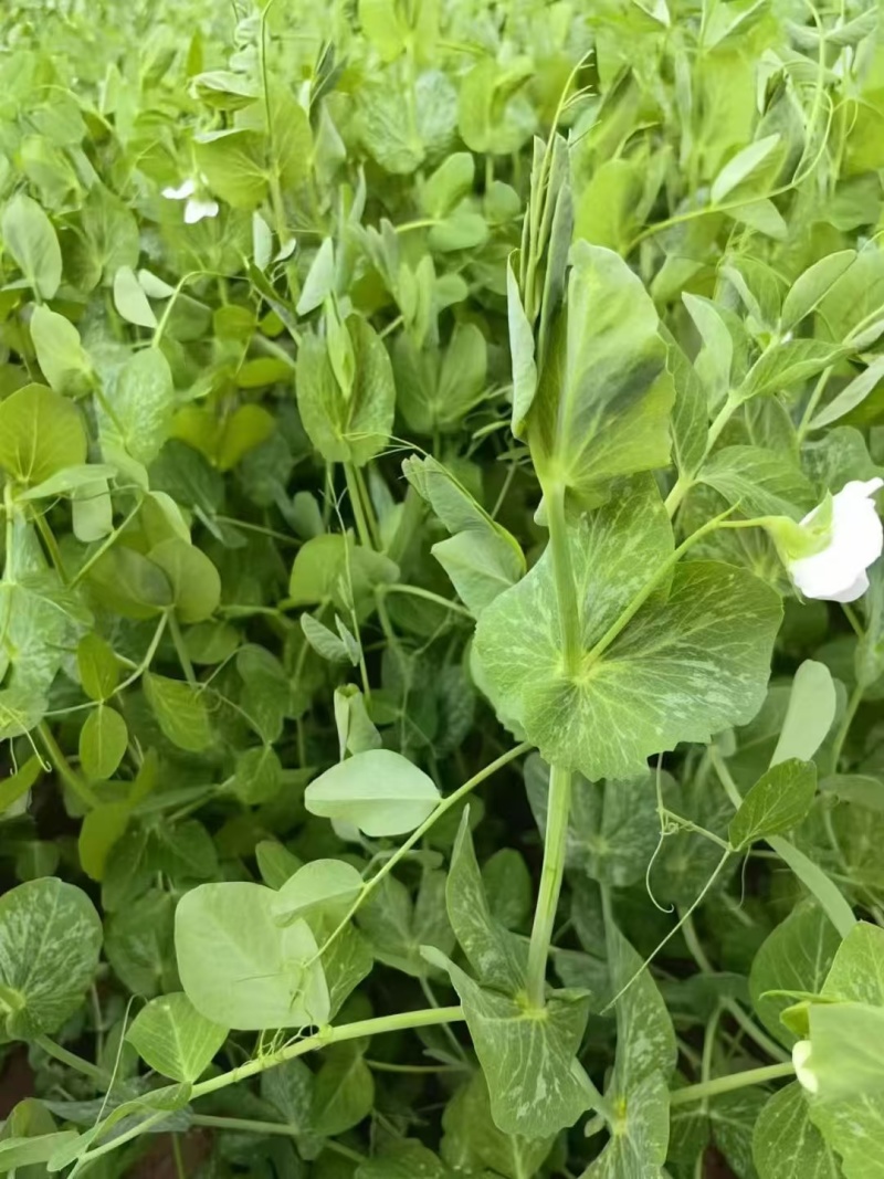 豌豆种子川美味精选粗胖无须豌豆品种主打脆鲜美味