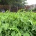 豌豆种子川美味精选粗胖无须豌豆品种主打脆鲜美味