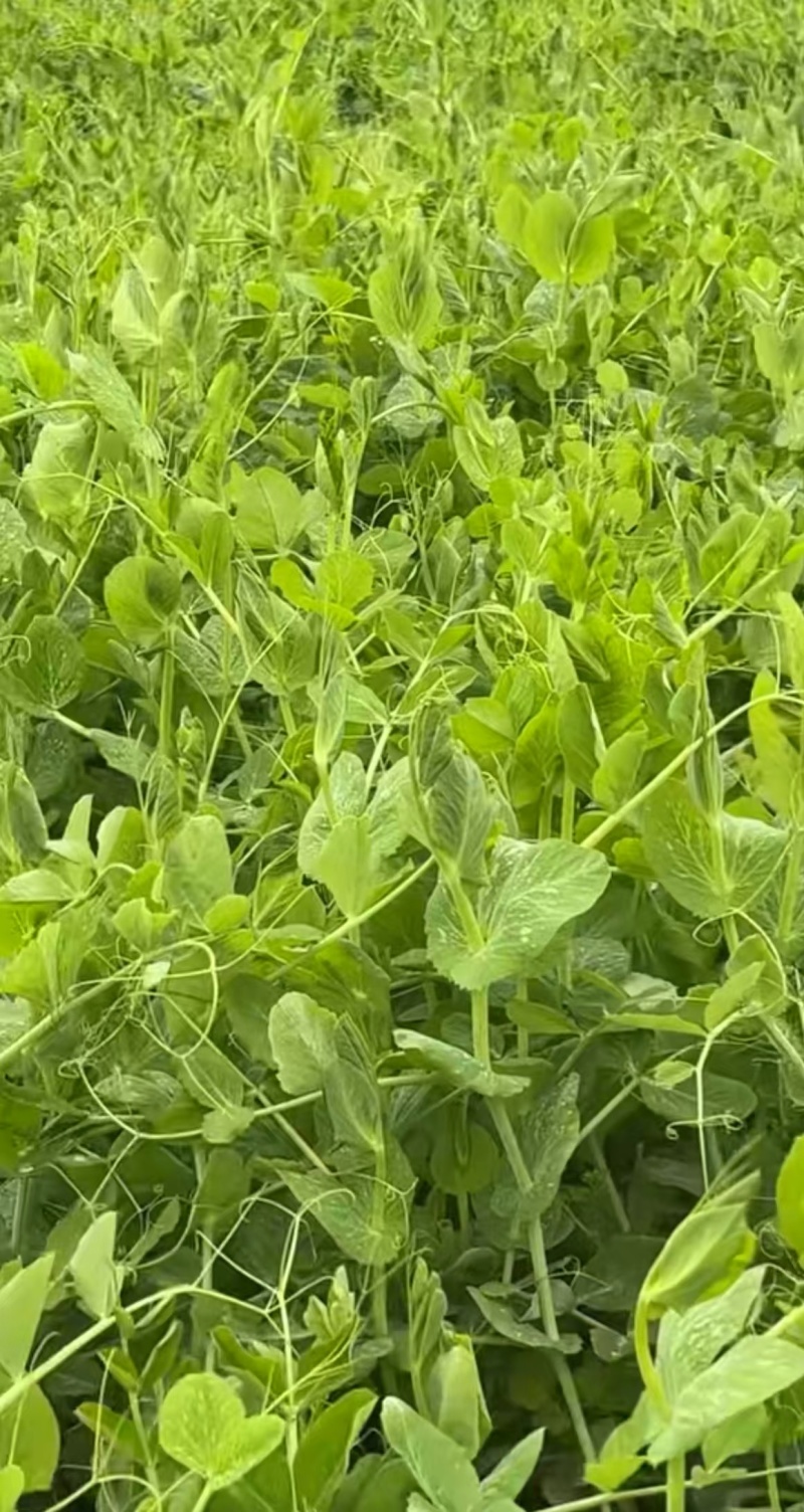 豌豆种子川美味精选粗胖无须豌豆品种主打脆鲜美味