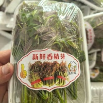 产地露天香椿芽